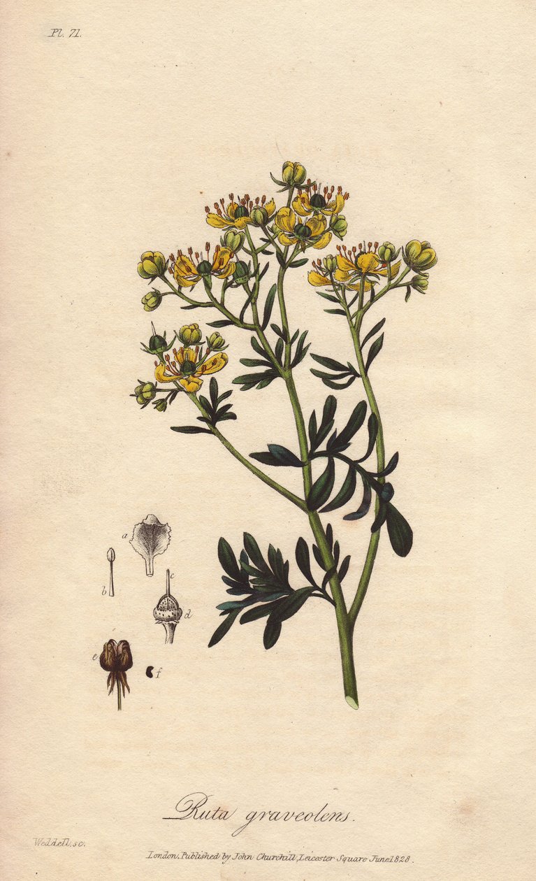 La rue des jardin ou rue fetide (Ruta graveolens) - Woda forte autorstwa Williama Clarke