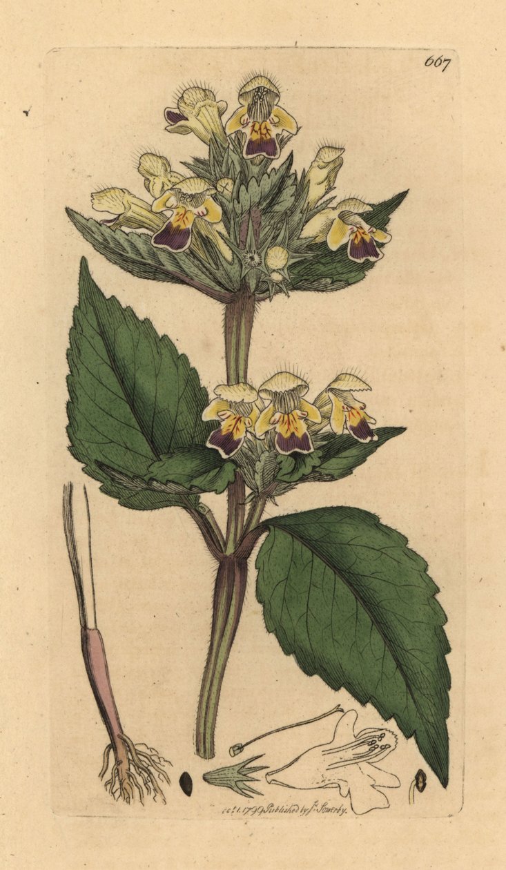 Pokrzywa wielkokwiatowa, Galeopsis speciosa (Galeopsis versicolor) (Galeopsis a fleurs panachees) Ręcznie kolorowany miedzioryt według rysunku Jamesa Sowerby