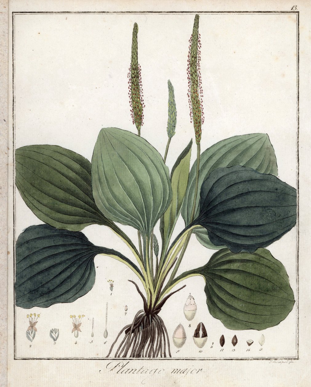 Large Plantain lub Plantain Major (lub Plantain of Birds) - litografia autorstwa F. Guimpela, zaczerpnięta z botaniki medycznej Friedricha Gottloba Haynesa (1763-1832), Berlin autorstwa Unbekannter Künstler