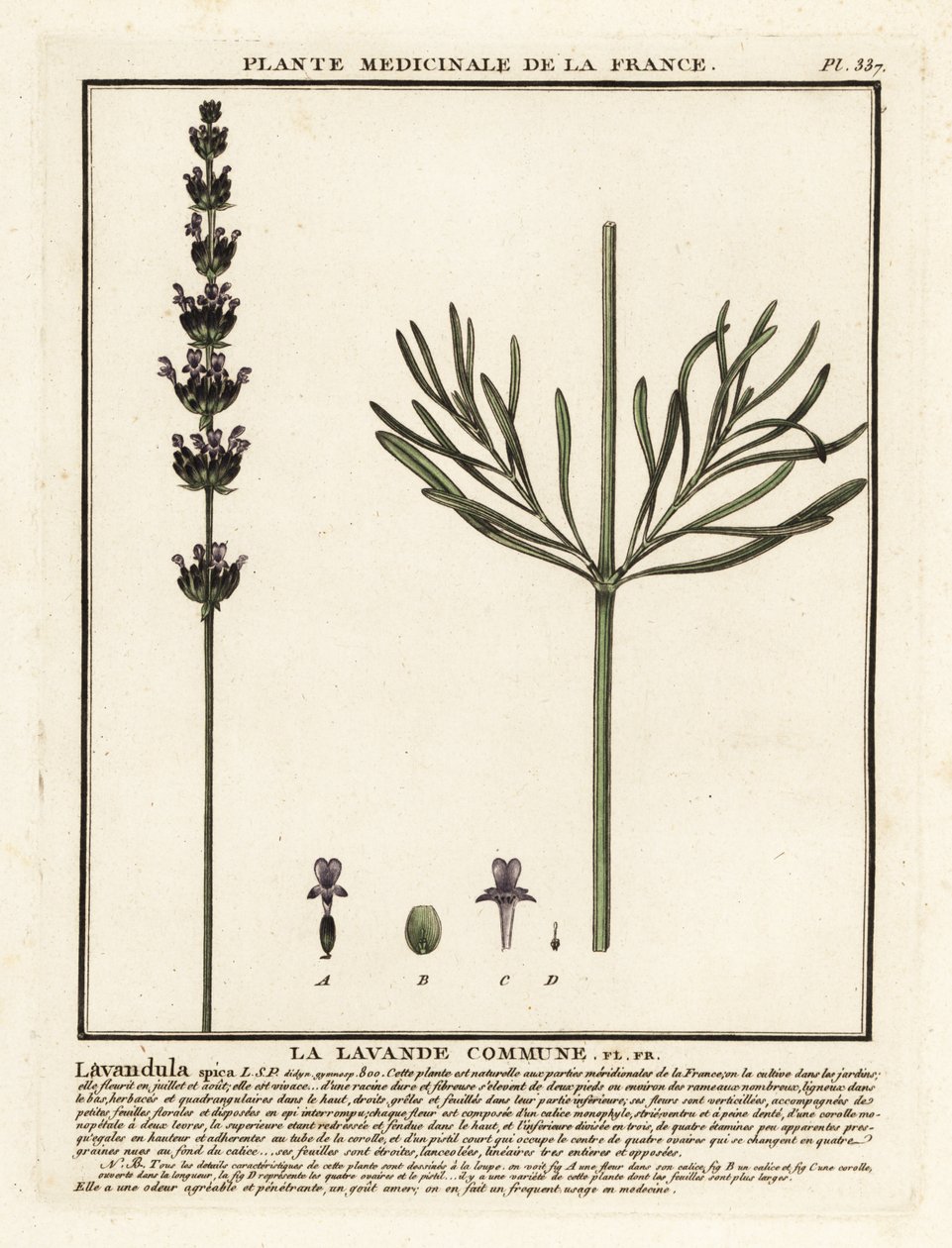 Lawenda, Lavandula angustifolia. autorstwa Unbekannter Künstler