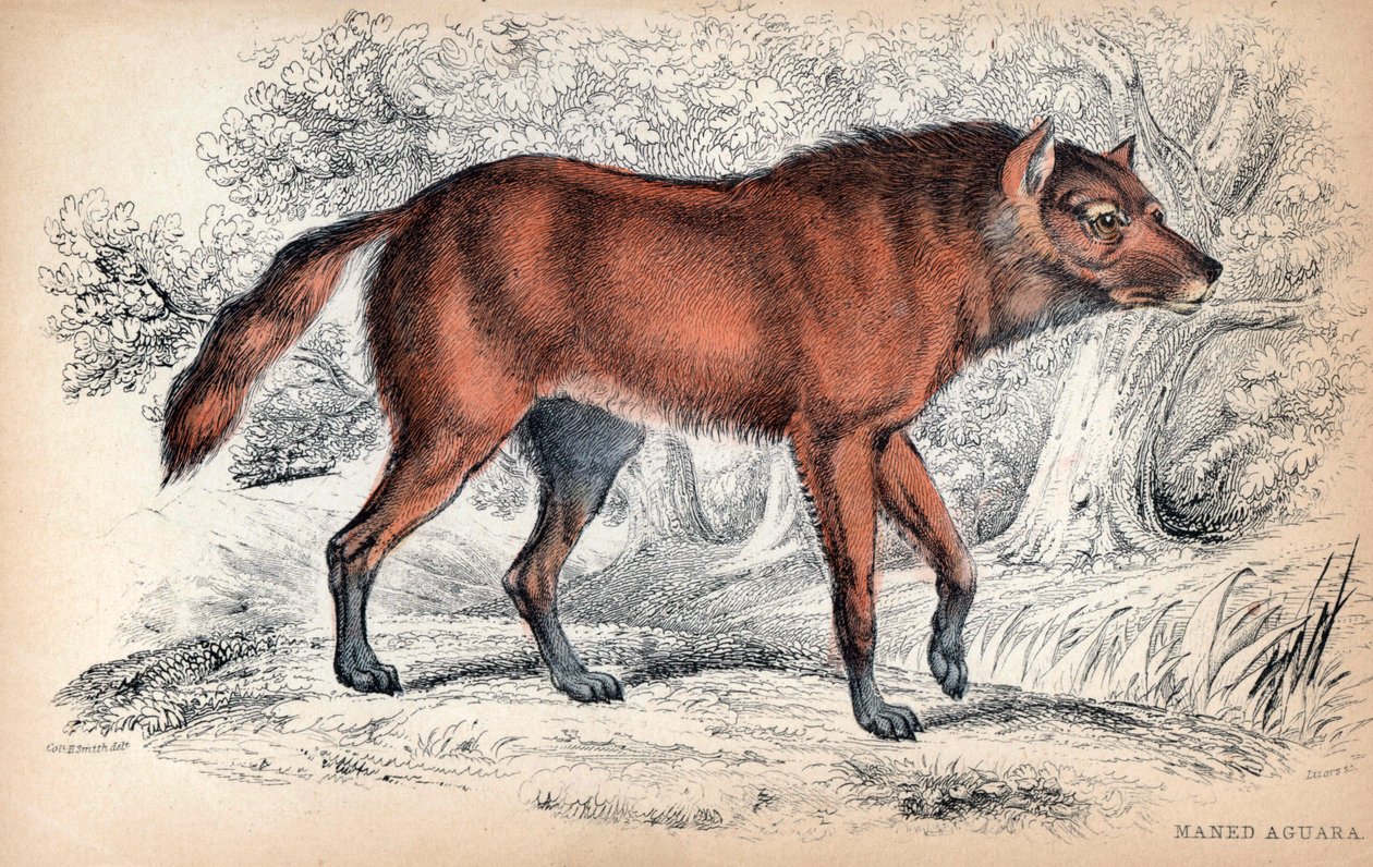 Le loup a criniere, Chrysocyon brachyurus - Litografia autorstwa pułkownika Charlesa Hamiltona Smitha ilustrująca Naturalist