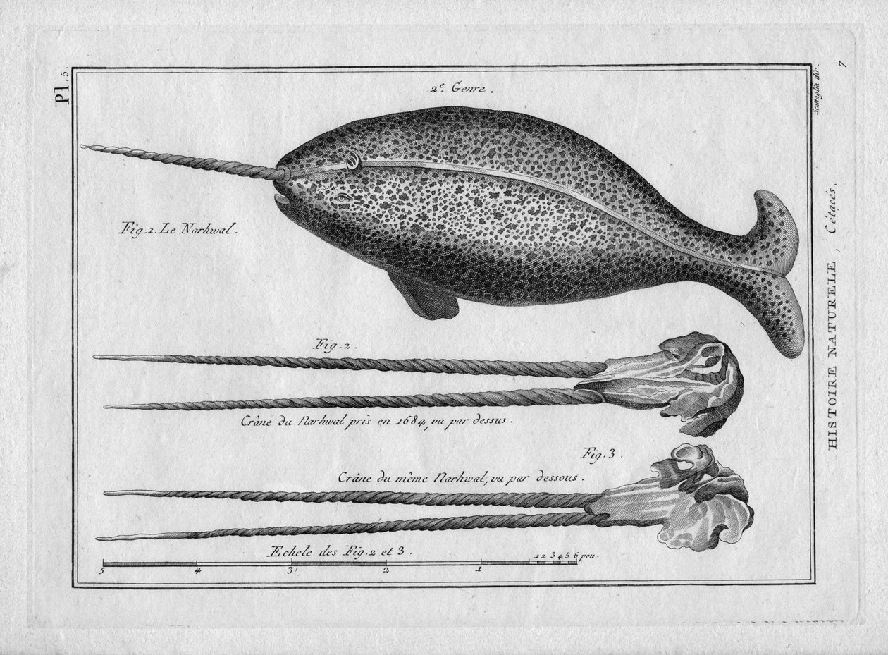 Le narvalin "Painting Encyclopedique et Methodique des trois Regnes de la Nature" Pierre