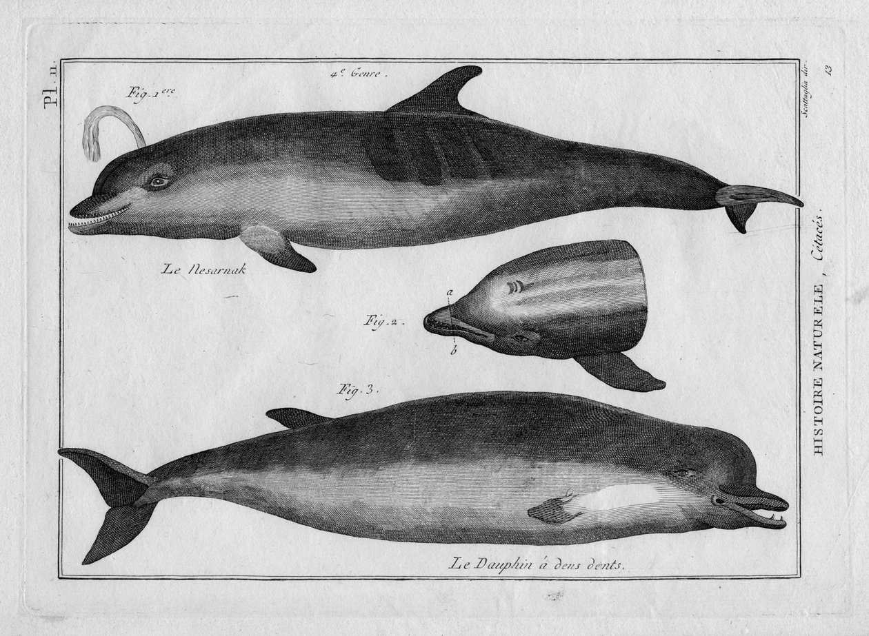 Morświn i delfin w "Painting Encyclopedique et Methodique des trois Regnes de la Nature" Pierre
