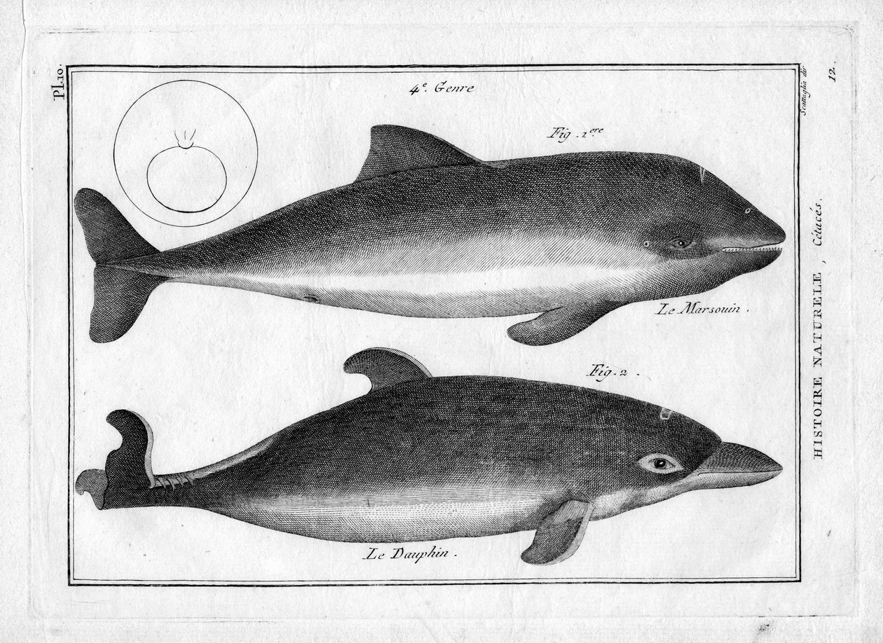 Morświn i delfin w "Painting Encyclopedique et Methodique des trois Regnes de la Nature" Pierre
