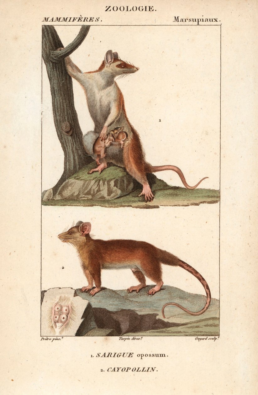 Le sarigue ou opossum et le cayopollin - Eau forte autorstwa Jeana Gabriela Pretre