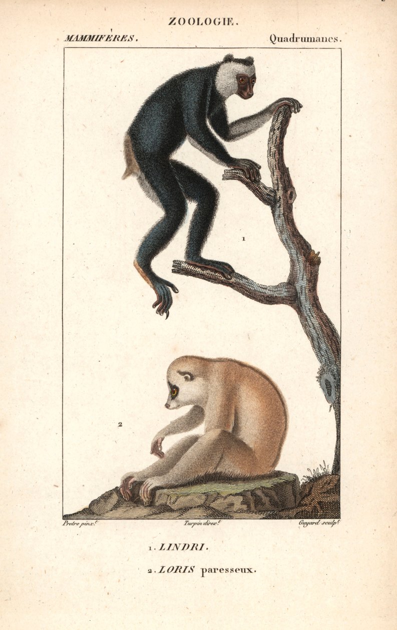 Lemurien indri indri et loris lazy - Litografia, ilustracja Jeana Gabriela Pretre