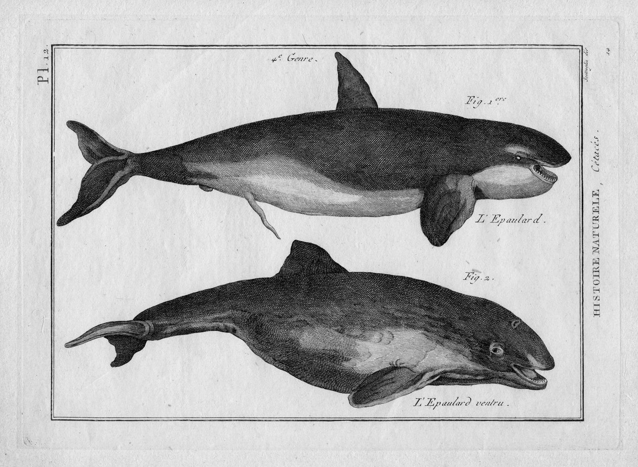 Orka i orka w "Tableau Encyclopedique et Methodique des trois Regnes de la Nature" Pierre