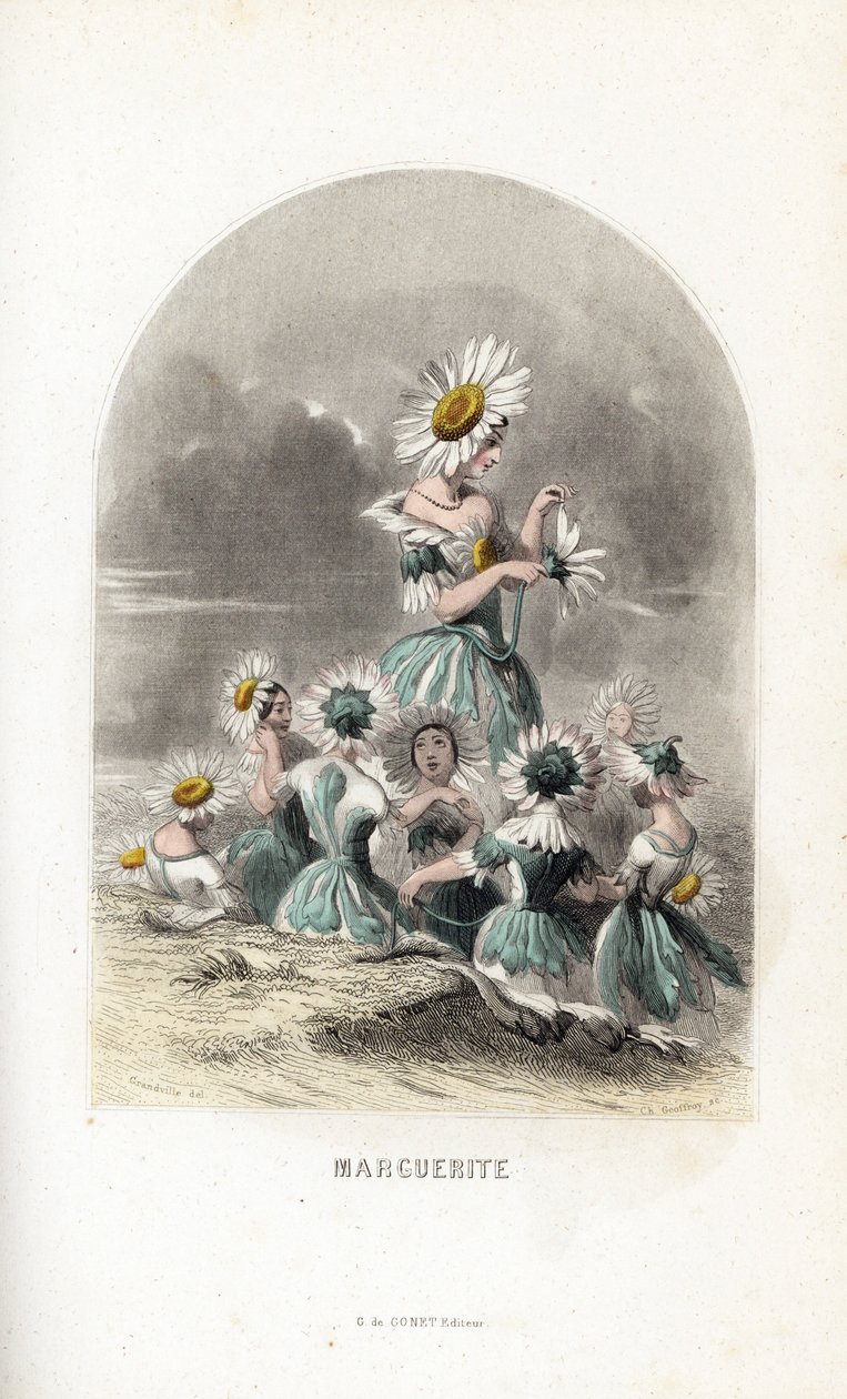 Les fees des daisies des pres, zwieńczone kwiatowymi kapeluszami, jeden opuszcza płatki stokrotki - Eau forte autorstwa Charlesa Geoffroya (1819-1882), według ilustracji Jeana Ignace