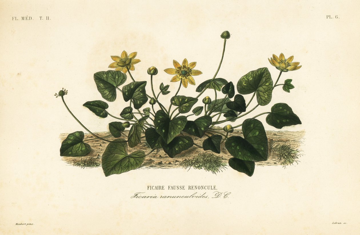 Glistnik mały lub pilewort, Ficaire verna, Ficaria ranunculoides, Ficaire fauss renoncule autorstwa Unbekannt