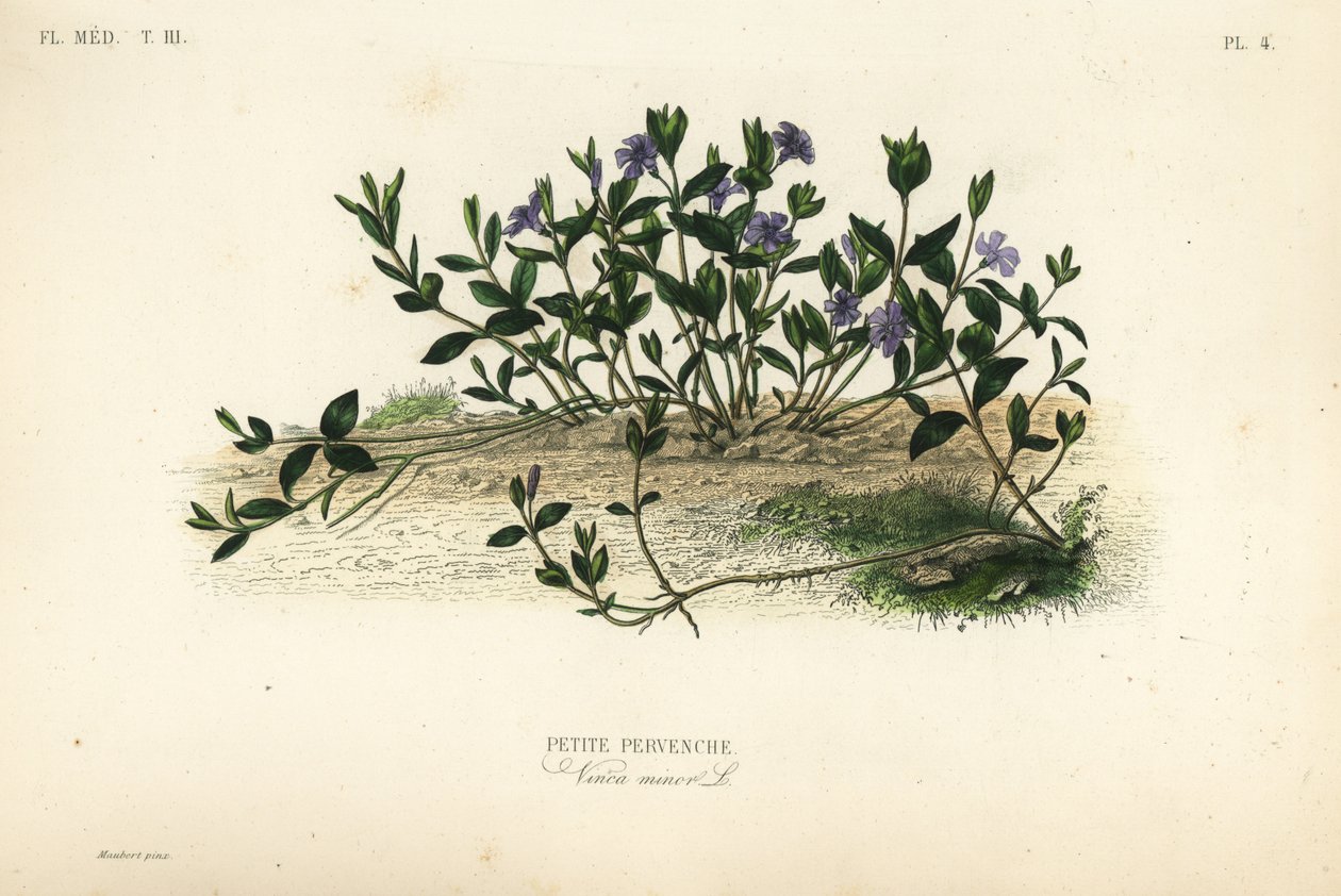 Barwinek mały, Vinca minor, Petite pervenche autorstwa Unbekannt