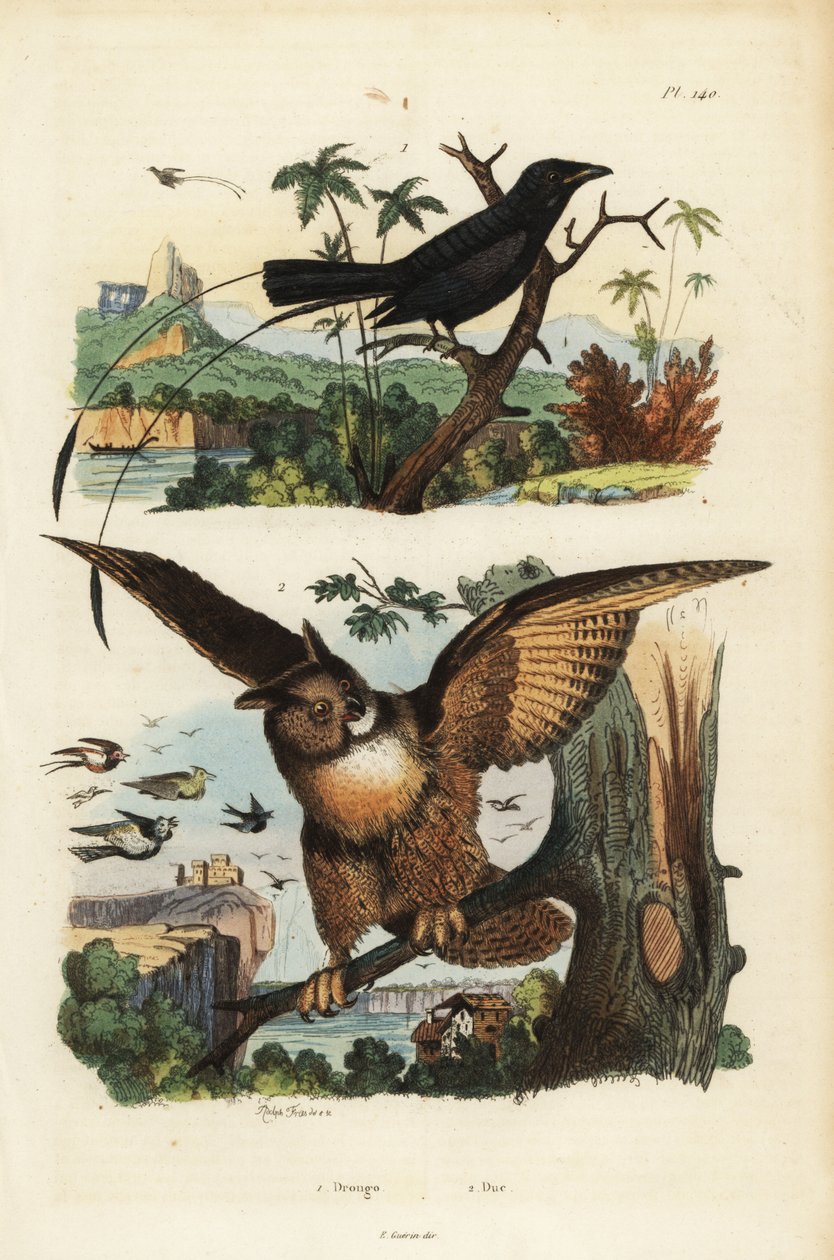 Drongo małopalczaste, Dicrurus remifer i puchacz zwyczajny, Bubo bubo autorstwa Unbekannt