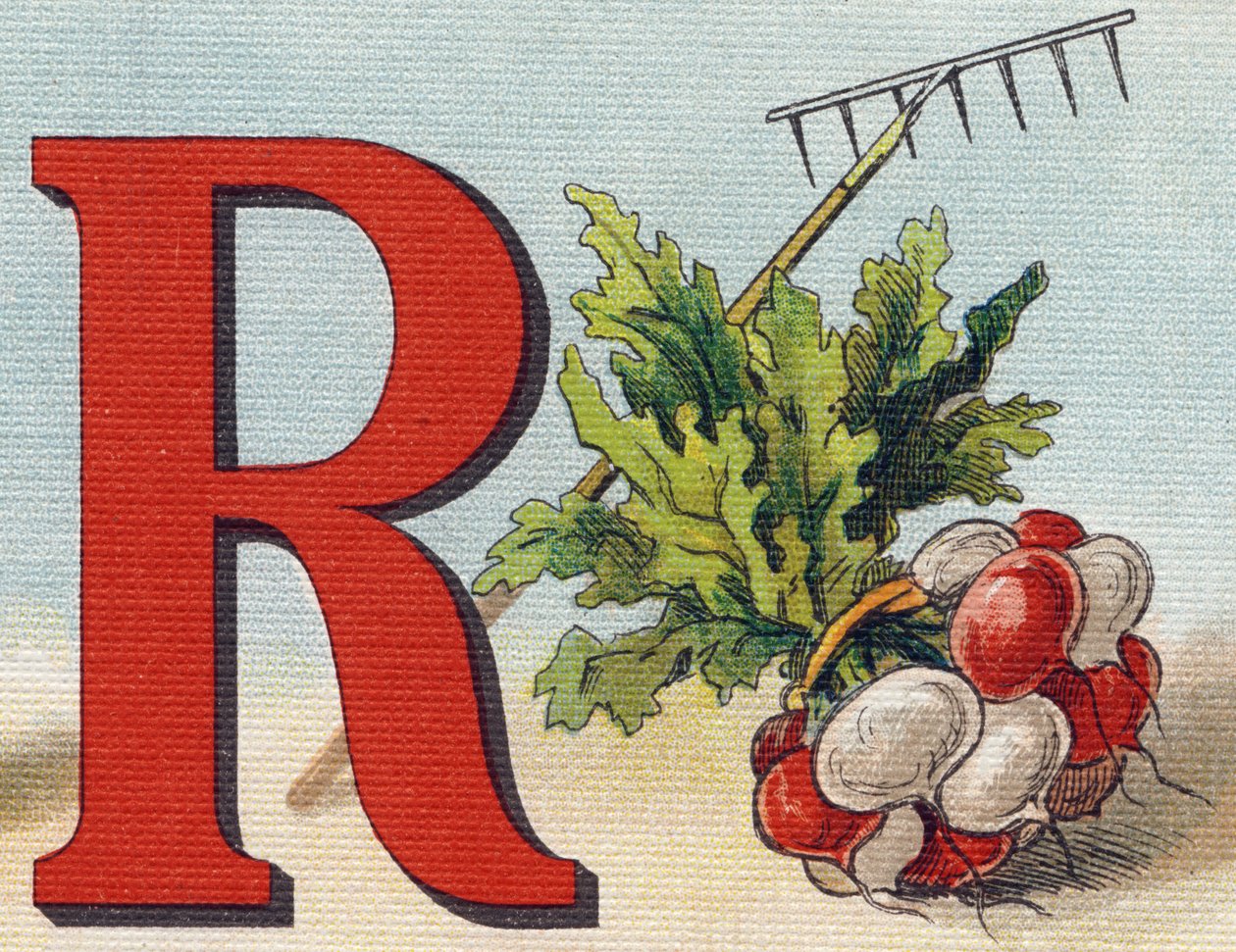Litera R: grabie, rzodkiewka. Grawerowanie w "Alfabet de ma petite fille". Bernardin-Bechet i Fils, księgarz-wydawnictwo, Paryż, ok. 1895. Niezniszczalny album na płótnie. Bibliotheque des babes. 12 stron. Album zawierający sposób czytania i ilustracyjną a autorstwa Unbekannt