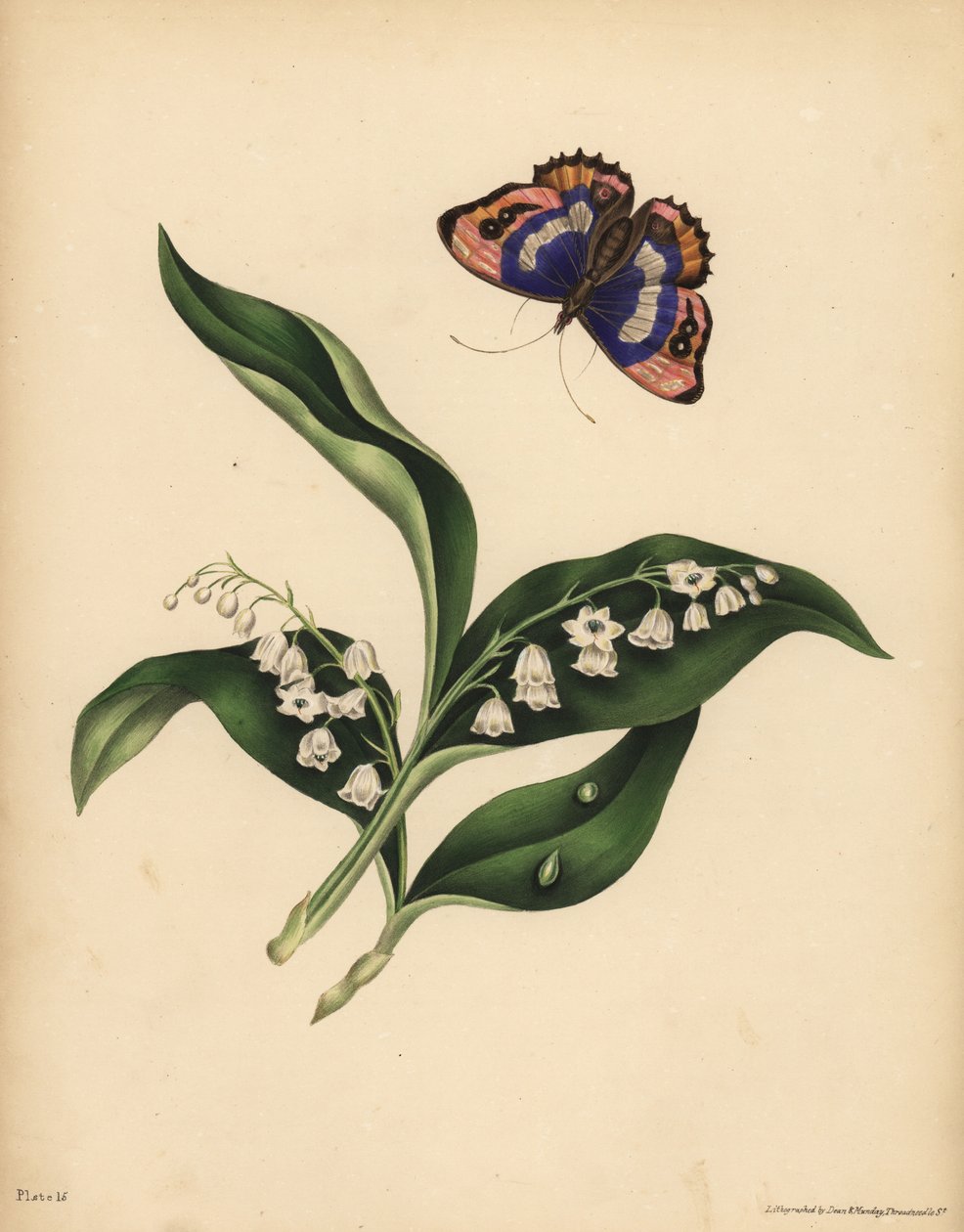 Konwalie, Convallaria majalis, Czystość i powrót szczęścia; Fioletowy motyl cesarski, tęczówka Apatura, Nieśmiertelność duszy autorstwa Unbekannt