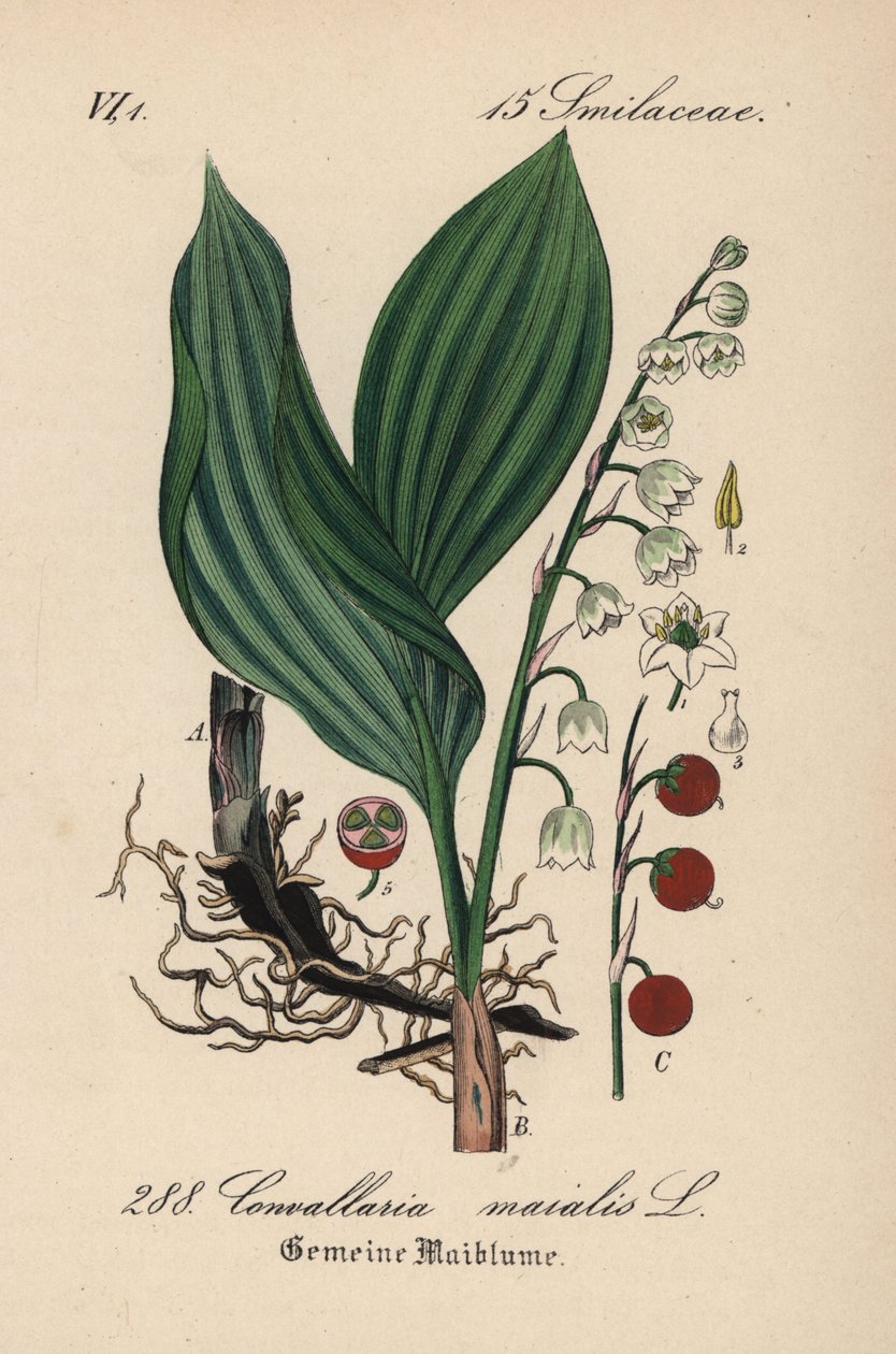 Konwalia majowa, Convallaria majalis. Ręcznie kolorowana litografia z Flory Niemiec (Flora von Deutschland) Diedericha von Schlechtendala, Jena autorstwa Unbekannter Künstler