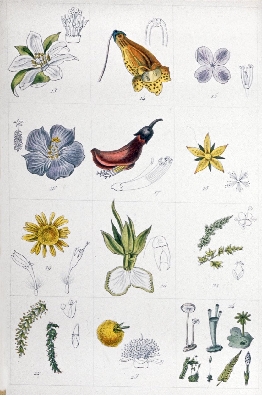 System lniany, ok. 1850 r. (rycina) autorstwa Unbekannter Künstler