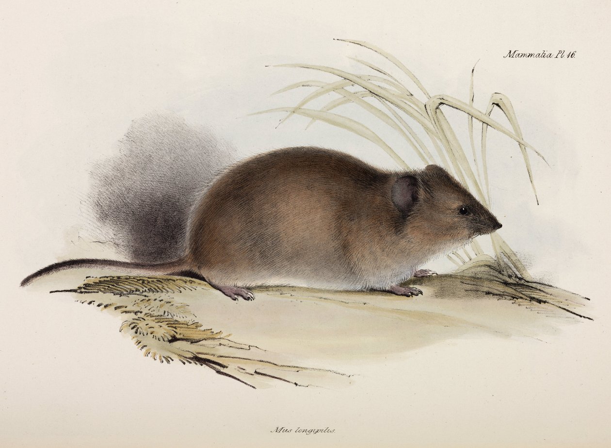 Szczur długowłosy lub zaraza, Australia, ok. 1832-1836 autorstwa Unbekannter Künstler