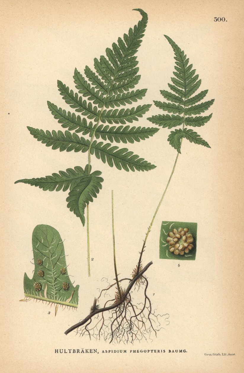 Długa paproć bukowa, Phegopteris connectilis autorstwa Unbekannter Künstler