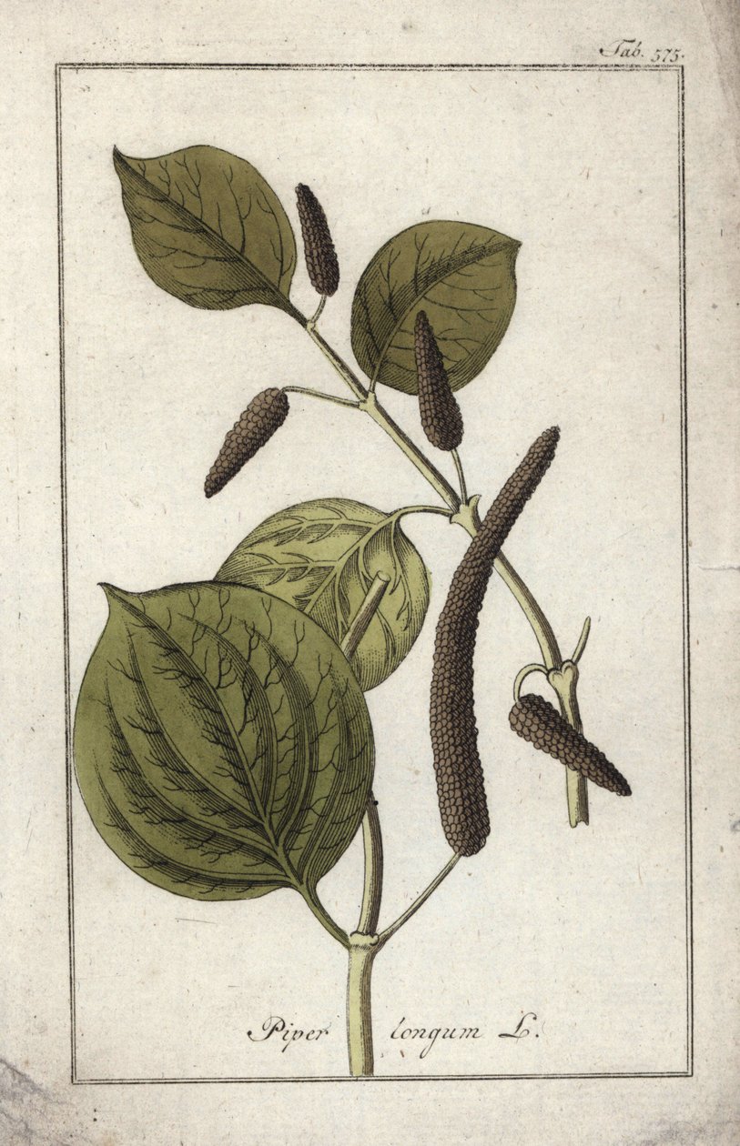 Naczynie z długim pieprzem (Piper longum). Litografia z "Afbeelding der Artseny-Gewassen" Johannesa Zorna (1739-1799), Holandia autorstwa Unbekannter Künstler