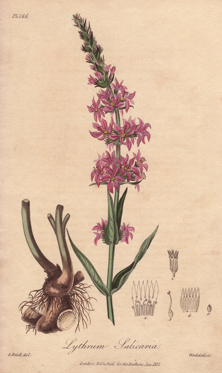 Loosestrife (Lythrum salicaria) - Silna woda autorstwa Williama Clarke