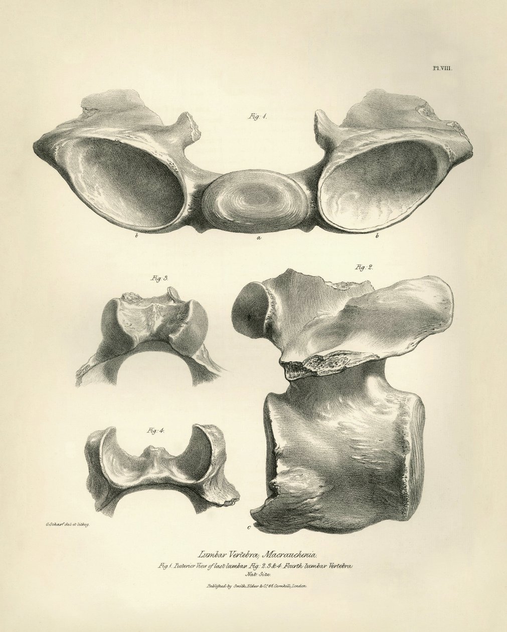 Kręg lędźwiowy Macrauchenia, prehistorycznego zwierzęcia, znalezionego przez Karola Darwina podczas jego podróży badawczej na pokładzie statku Beagle. Zoologia podróży statku H.M.S. Beagle pod dowództwem kapitana Fitzroya w latach 1832-1836, wyd. i przeł. autorstwa Unbekannter Künstler