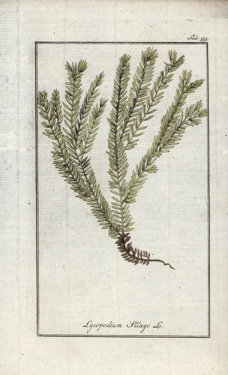 Lycopod w maczugach lub likopod lekarski (Lycopodium clavatum). Litografia z "Afbeelding der Artseny-Gewassen" autorstwa Johannesa Zorna (1739-1799), Holandia autorstwa Unbekannter Künstler
