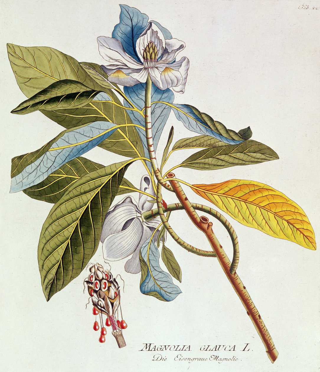 Magnolia Glauca, z „Icones Plantarium Medicinalium Secundem Sistema Lunnaei Digestarum”, Joseph Jakob Plenk, Wiedeń, 1788-1812 autorstwa Unbekannt