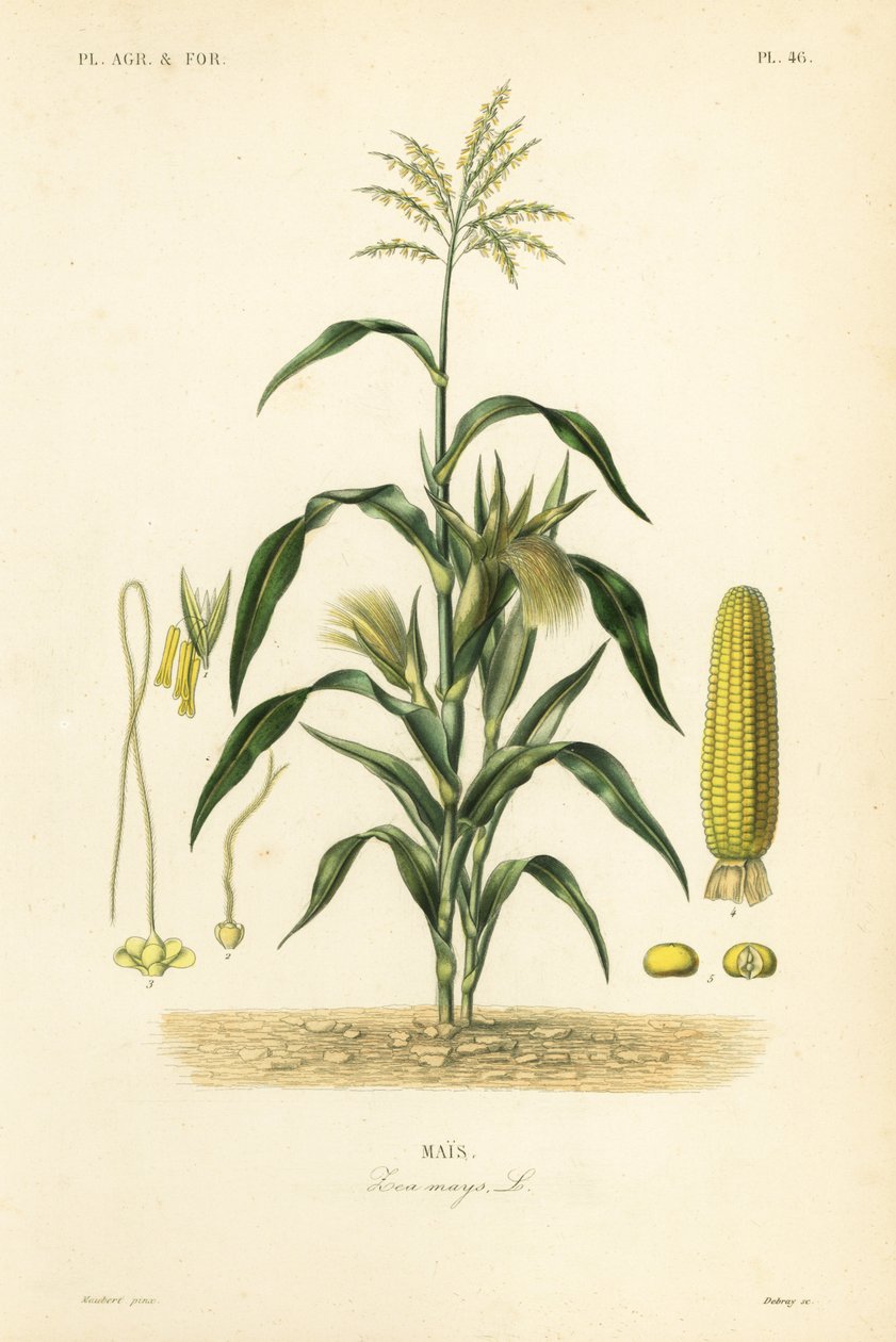 Kukurydza lub kukurydza, Zea mays, Mais autorstwa Unbekannt