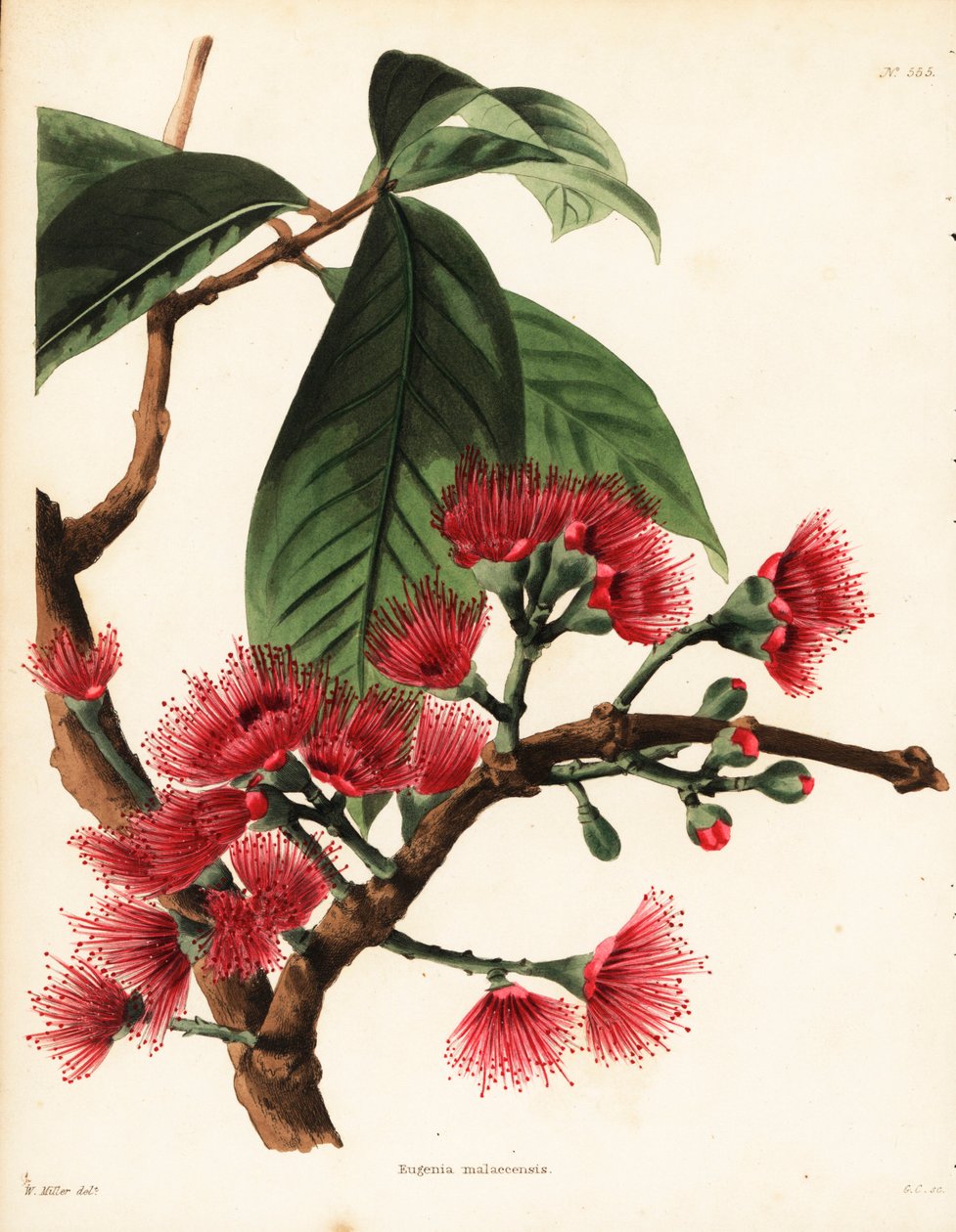 Jabłko róży malajskiej, Syzygium malaccense (Eugenia malaccensis). Ręcznie kolorowany miedzioryt autorstwa George