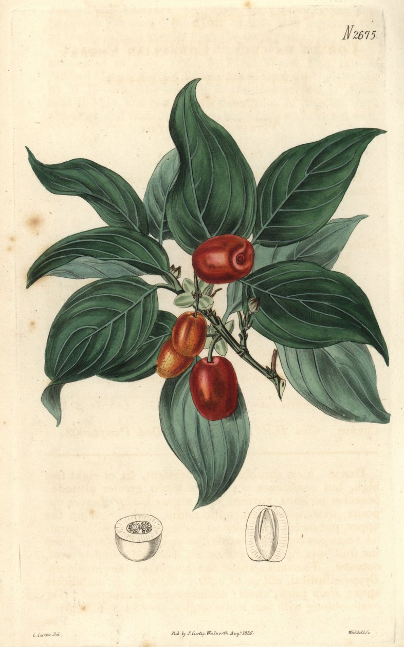 Samiec derenia, gałąź z owocami. Ilustracja C. Curtisa, rycina Weddella. Eau forte w The Curtis Botanical Magazine, autor: Samuel Curtis autorstwa Unbekannter Künstler