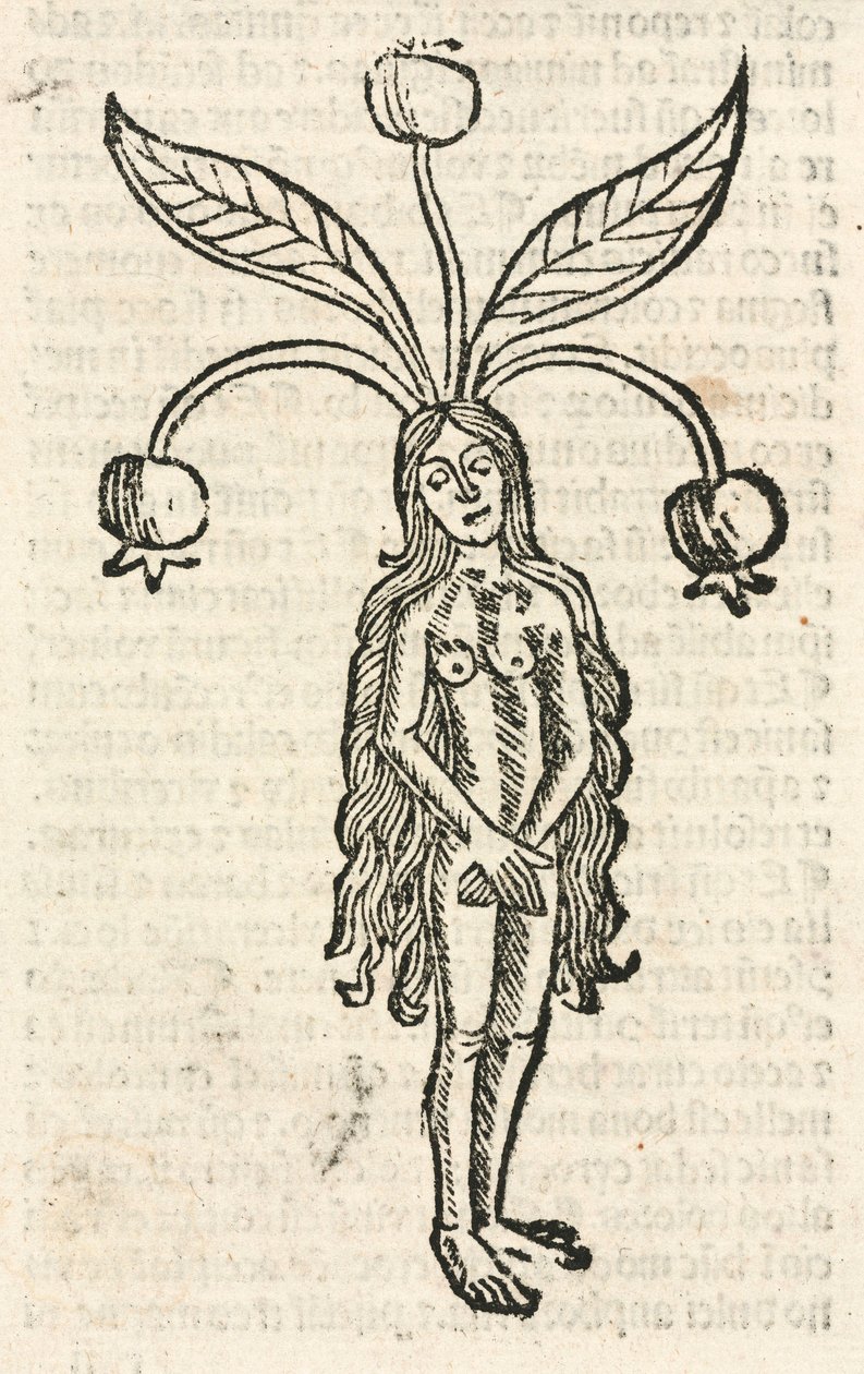 Mandrake (forma żeńska) autorstwa Unbekannt