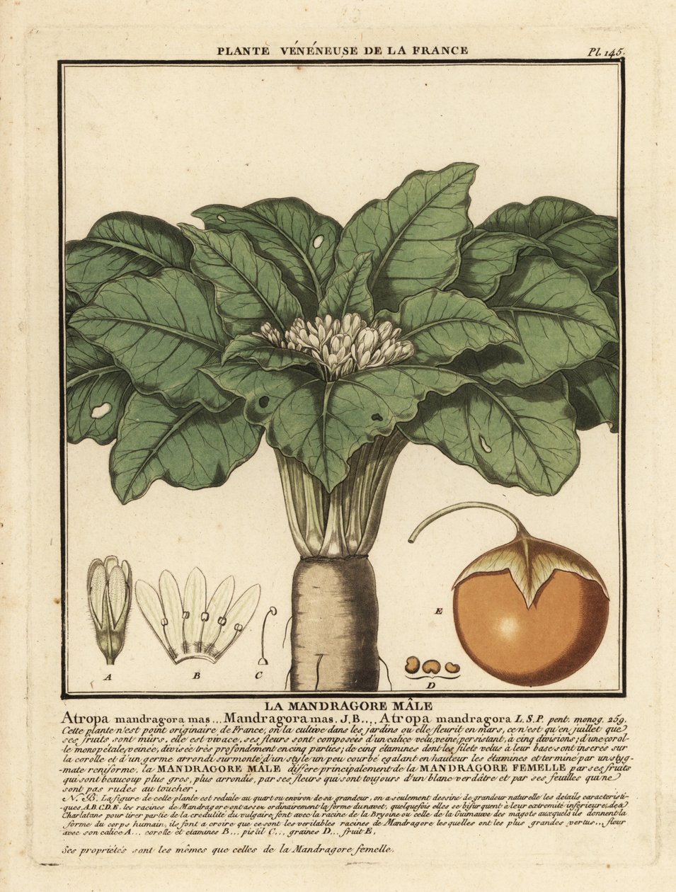 Mandragora, Mandragora officinalis. autorstwa Unbekannter Künstler