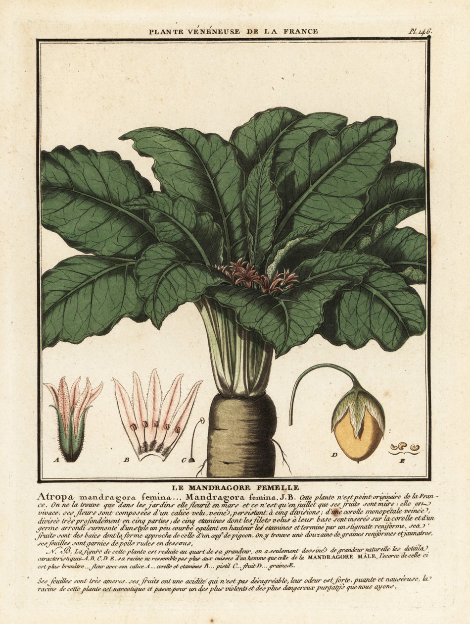 Mandragora, Mandragora officinalis. autorstwa Unbekannter Künstler