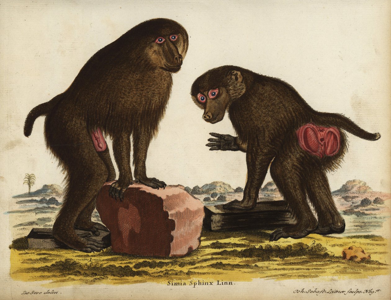 Mandryl nawet, Mandrillus sphinx. Wrażliwy. Simia sphynx Linn. Ręcznie kolorowany miedzioryt Johanna Sebastiana Leitnera według ilustracji Jacques