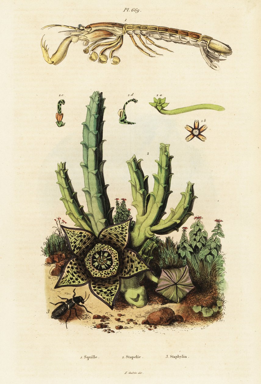 Modliszka krewetka, gwiaździsty kwiat i chrząszcz.,1834-1839 (grafika) autorstwa Unbekannter Künstler