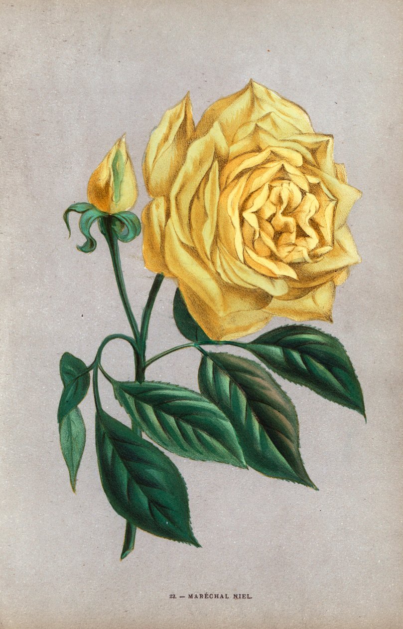 Róża Marechal Niel, żółta odmiana róży orzechowej wyhodowana przez Montauban w 1864 roku. Chromolitografia narysowana i litografowana według natury przez F. Grobona na podstawie "Les Roses" Hippolyte