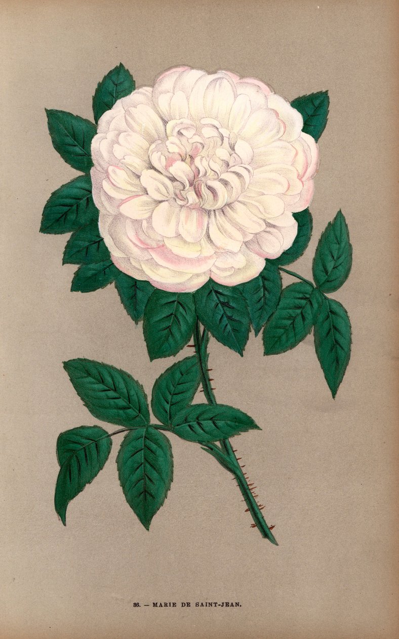 Róża Marie de Saint-Jean, odmiana róży portlandzkiej, Rosa portlandica, wyhodowana przez Monsieur Damaizin w Lyonie w 1869 roku. Chromolitografia narysowana i litografowana według natury przez F. Grobona na podstawie "Les Roses" Hippolyte