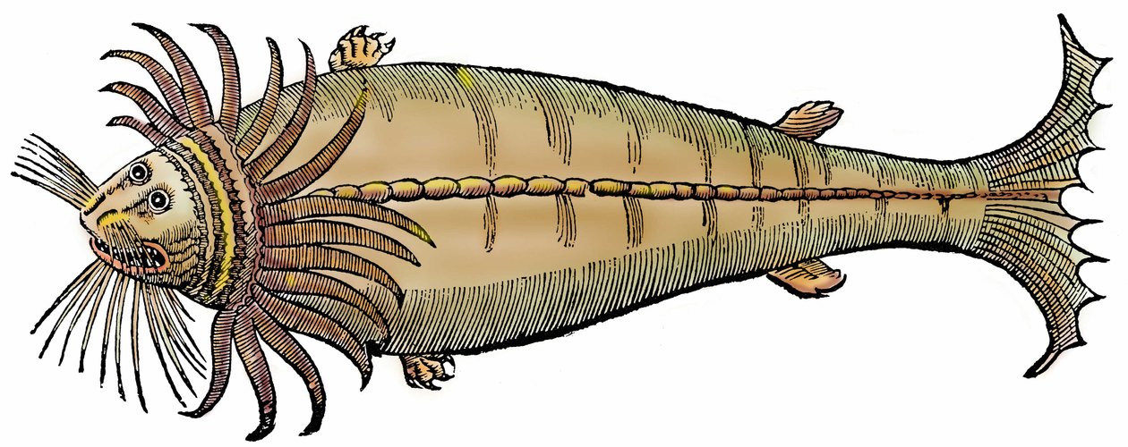 Stworzenie morskie, ksylografia zaczerpnięta z "Paralipomena accuratissima historiae omnium animalium quae in voluminibus Aldrovandi desiderantur/Bartholomaeus Ambrosinus... summo labore collegit; Marcus Antonius Berna bibliopola bononiensis propriis sumpt autorstwa Unbekannter Künstler