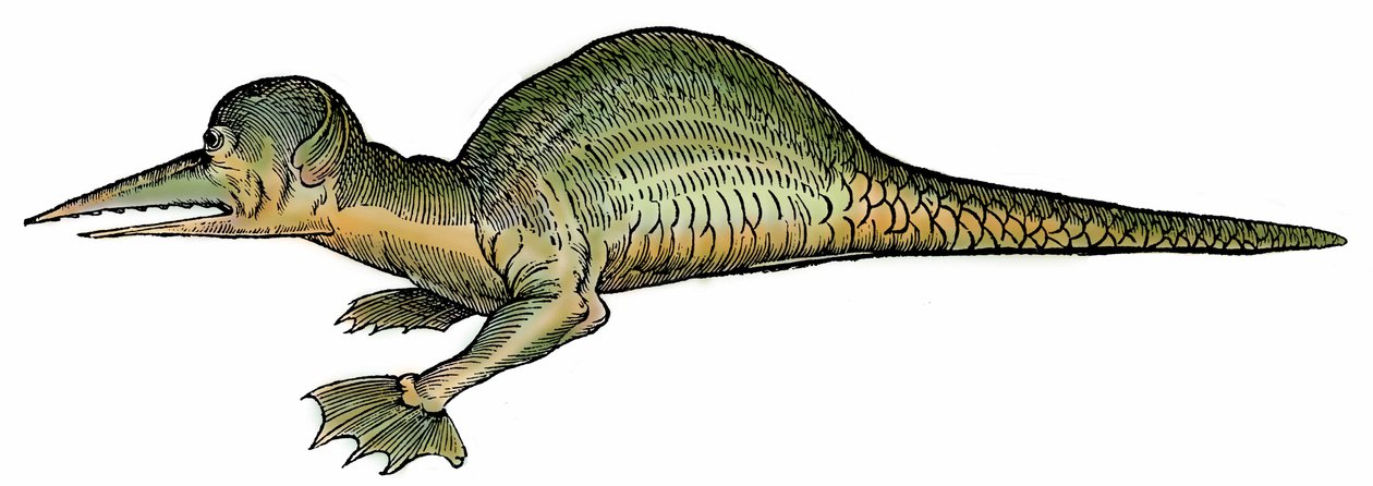 Smok morski (Draco marinus), ksylografia zaczerpnięta z "Paralipomena accuratissima historiae omnium animalium quae in voluminibus Aldrovandi desiderantur/Bartholomaeus Ambrosinus... summo labore collegit; Marcus Antonius Berna bibliopola bononiensis propr autorstwa Unbekannter Künstler
