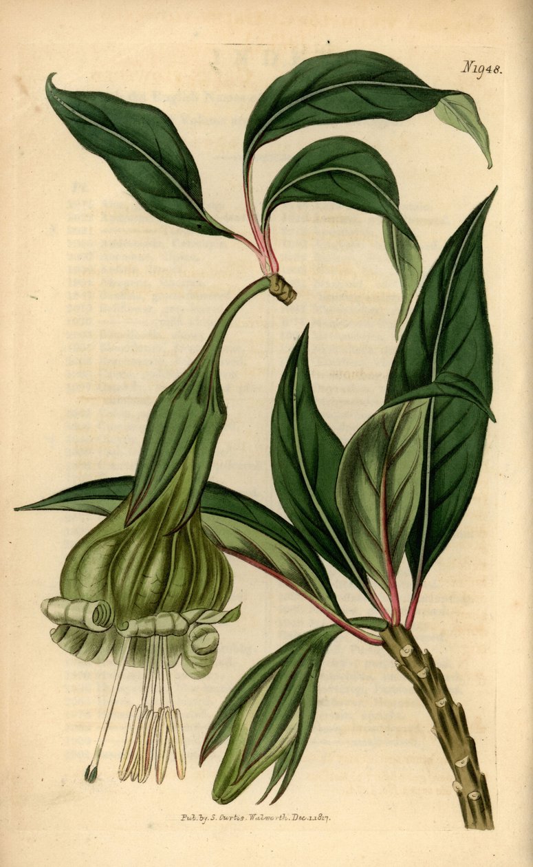 Markea viridiflora (Solandra viridiflora). Ręcznie kolorowany miedzioryt z magazynu botanicznego Samuela Curtisa, Londyn autorstwa Unbekannter Künstler