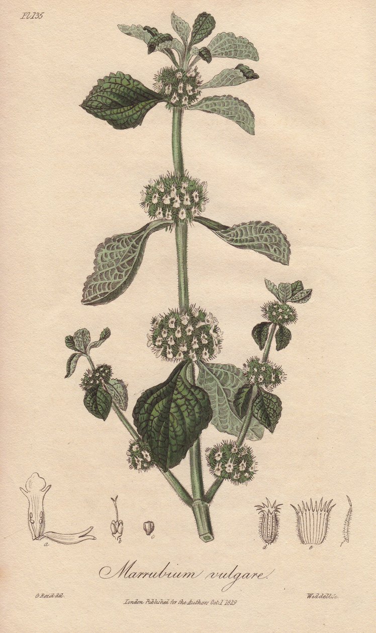 Marrubium vulgare (Marrubium vulgare) - Silna woda autorstwa Williama Clarke