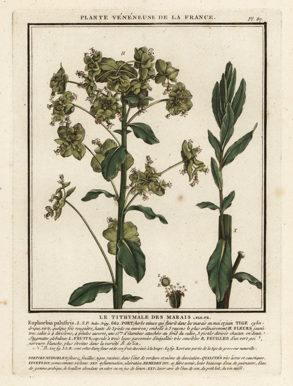 Wilczomlecz bagienny, Euphorbia palustris. autorstwa Unbekannter Künstler