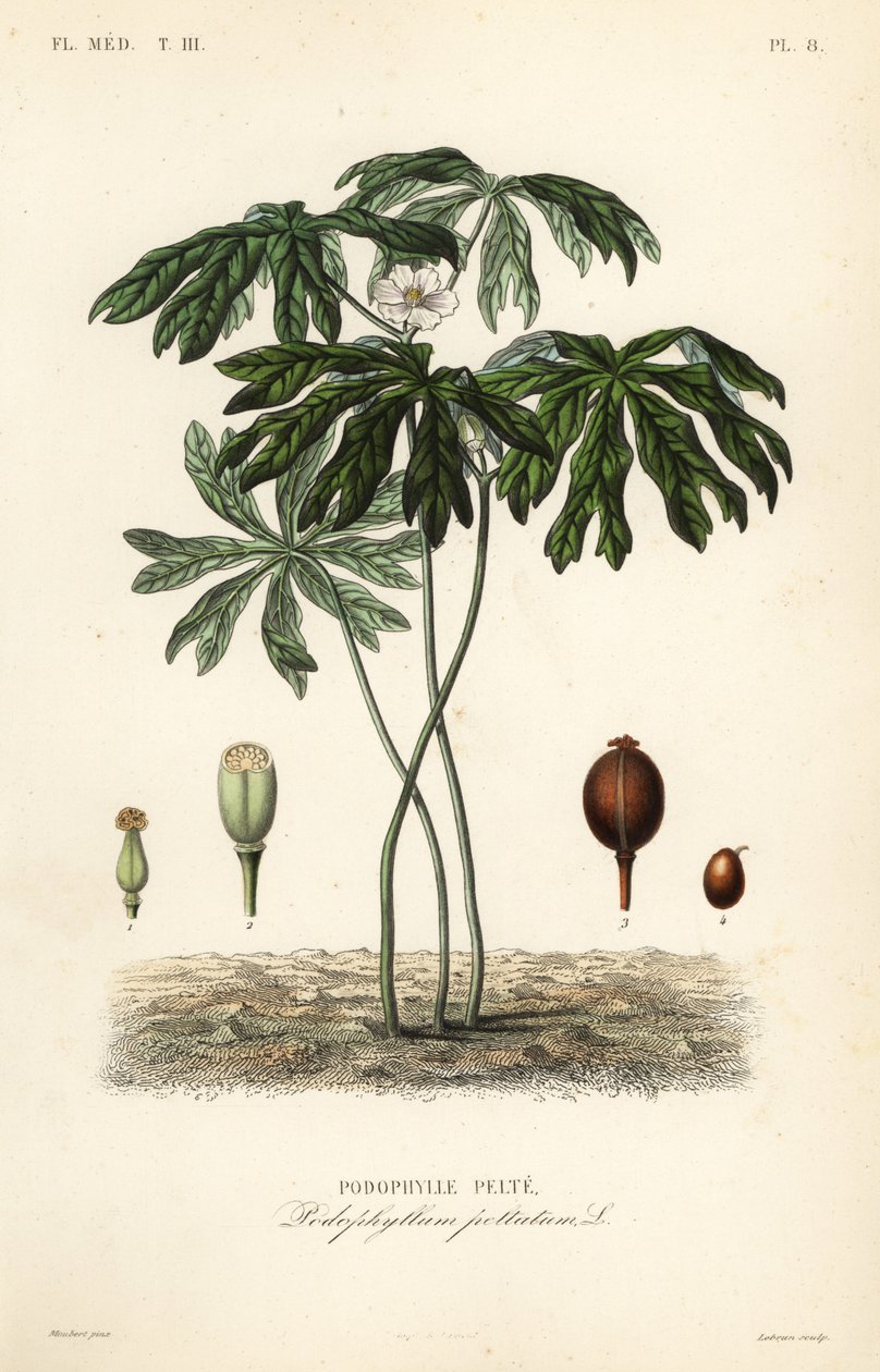 Mayapple lub mandragora amerykańska, Podophyllum peltatum, Podophylle pelte autorstwa Unbekannt