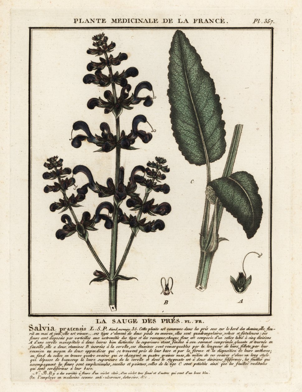 Klarna łąkowa, Salvia pratensis. autorstwa Unbekannter Künstler