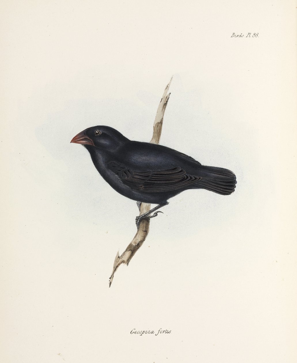 Dziwonia średnioziemna, Wyspy Galapagos, ok. 1832-1836 autorstwa Unbekannter Künstler