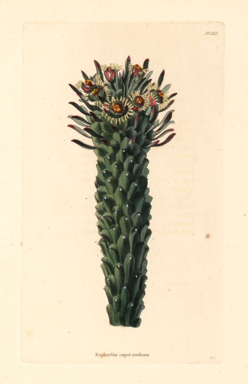 Głowa Meduzy, Euphorbia caput-medusae. Ręcznie kolorowany miedzioryt George