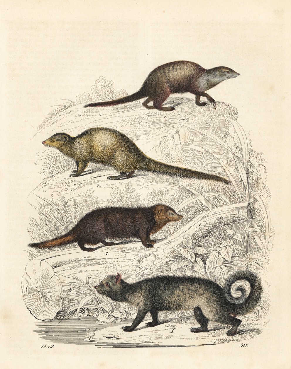 Surykatka, Suricata suricatta 1, szara mangusta indyjska, Herpestes edwardsii 2, kusimans pospolity, Crossarchus obscurus 3 i azjatycka cyweta palmowa, Paradoxurus hermaphroditus 4. Ręcznie kolorowana litografia z Księgi Świata Carla Hoffmanna, Stuttgart autorstwa Unbekannter Künstler