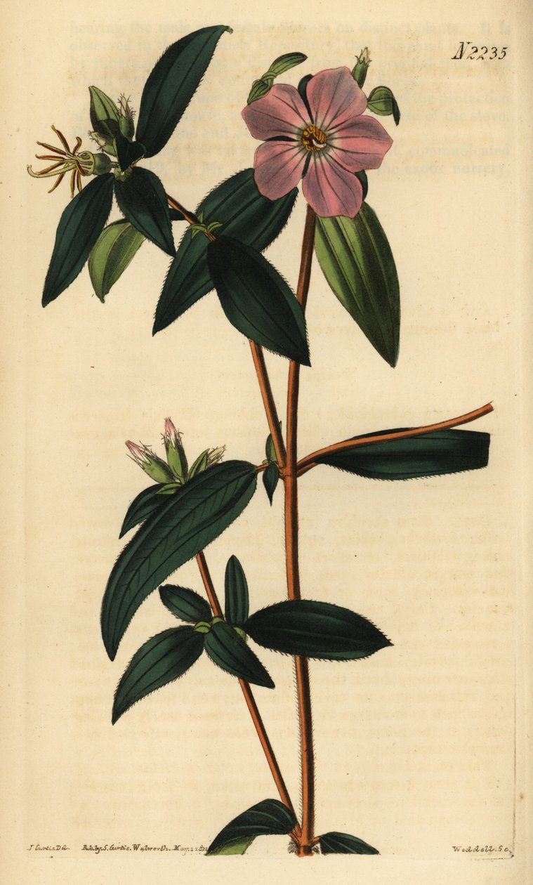 Melastoma osbeckioides. Ręcznie kolorowany miedzioryt Weddella według ilustracji Johna Curtisa z Samuel Curtis