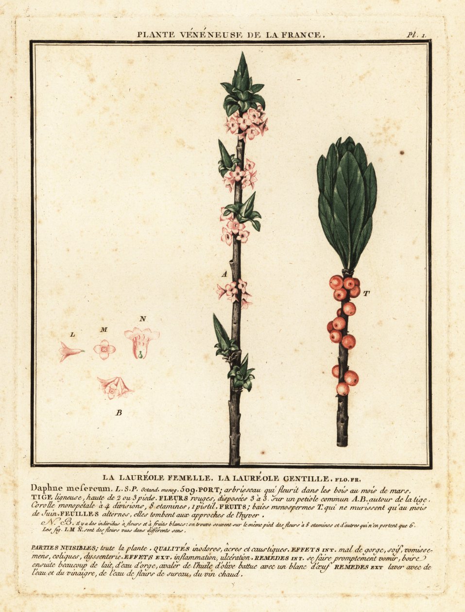 Mezereon, Daphne mezereum. autorstwa Unbekannter Künstler