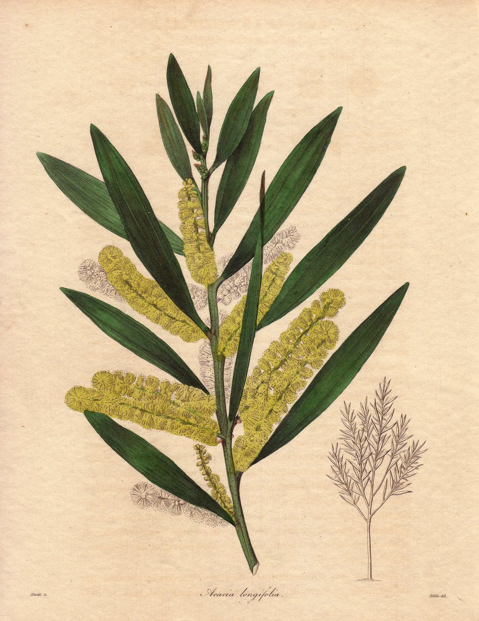 Gąsienica mimozowa (Acacia longifolia), krzew o trwałych liściach, do 3-6 metrów wysokości, z kwiatostanem w postaci długich, cytrynowożółtych odcinków, bardzo aromatyczny. Roślina pochodząca z Nowej Holandii (Australia), wprowadzona do Wielkiej Brytanii w autorstwa Unbekannter Künstler