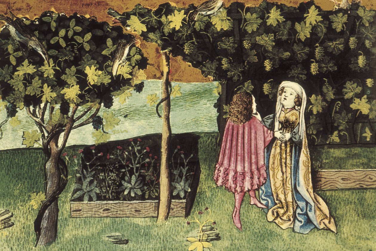 Miniatura o winogronach, owocach redukujących tłuszcz z brzucha i odchudzających - IBN BUTLAN, Abu-l Hasan al-Mujtar (ok. 1001 - 1066). Nestoriański chrześcijański lekarz i filozof z Bagdadu. Folio 83r. Ilustracja przedstawiająca winogrona, owoc, który obn autorstwa Unbekannter Künstler